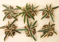 Fontanini Cactus Yucca Plants Set/6, , 51158 Best Sale