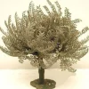 Fontanini Olive Tree Small, 5" , 55517 Online